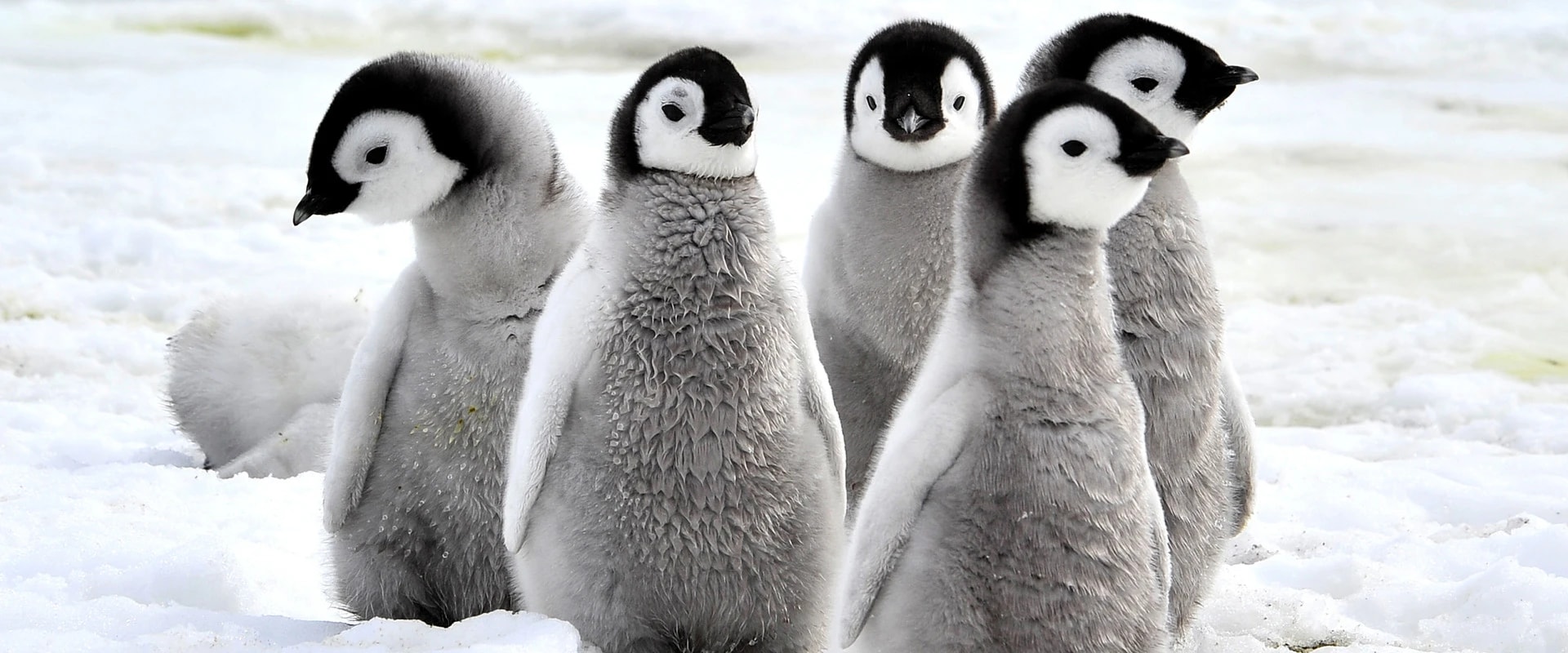 Вторая жизнь одежды: шерстяные свитеры для пингвинов